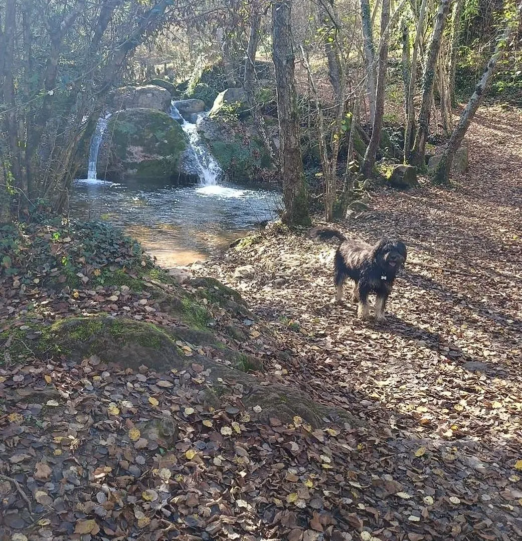 Κατάλυμα σε φάρμα Allotjaments Rurals Can Punti Vallfogona de Ripolles Ισπανία