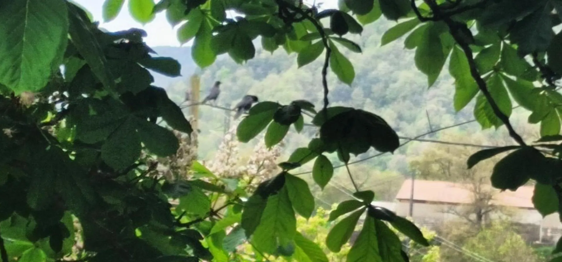 Allotjaments Rurals Can Punti Vallfogona de Ripolles Κατάλυμα σε φάρμα